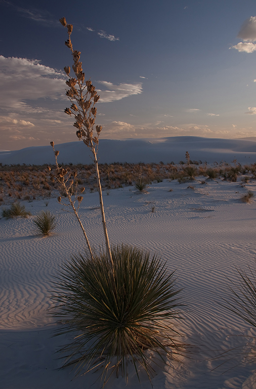 22_White Sands National Monument_10.jpg